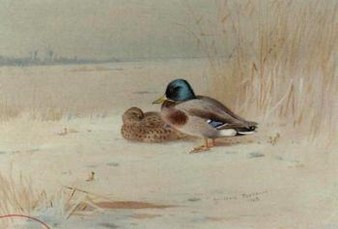Pair of Mallards, on the edge of a lake by Archibald Thorburn