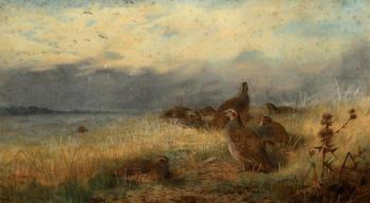 Covey of partridge in the stubble, with lapwings flying overhead by Archibald Thorburn