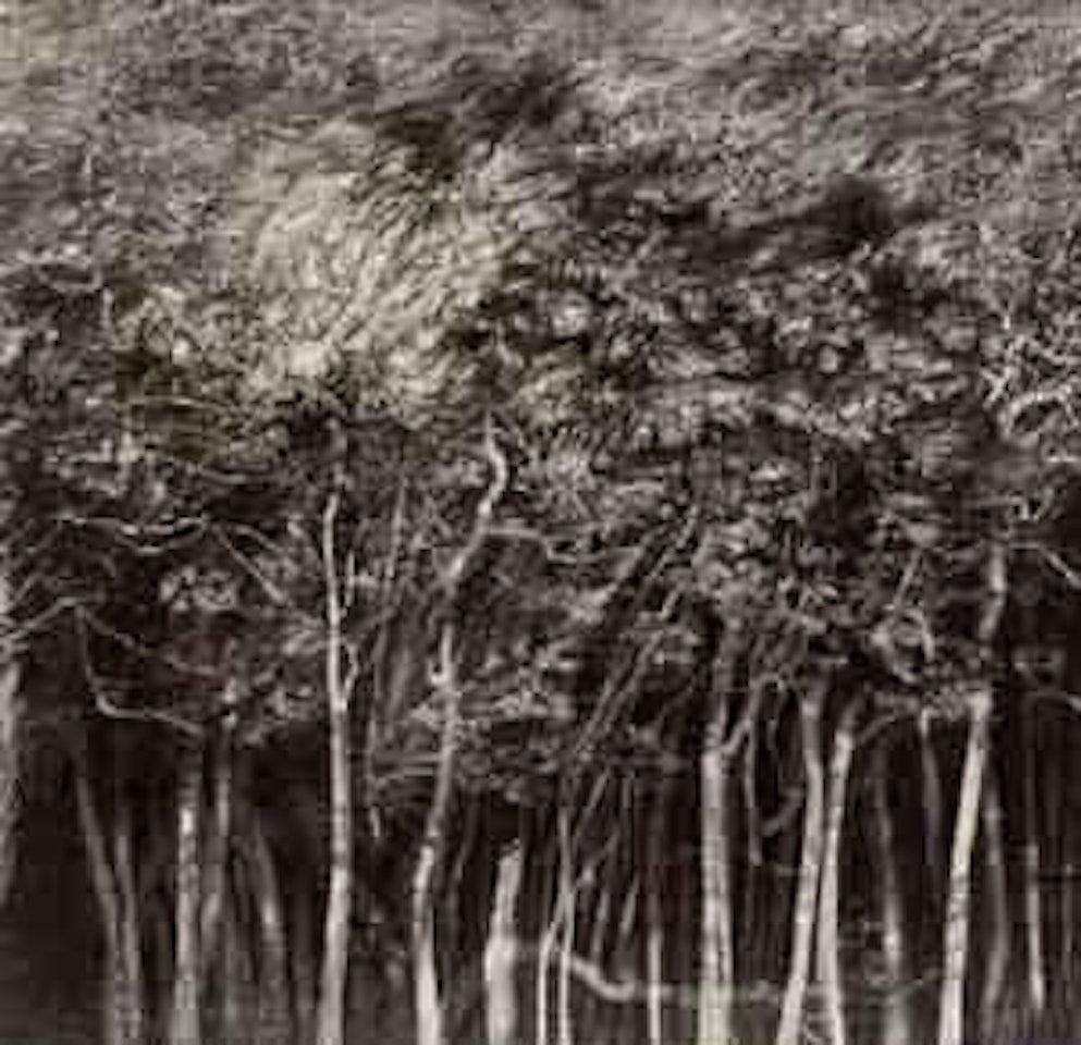 Foilage by Roj Friberg