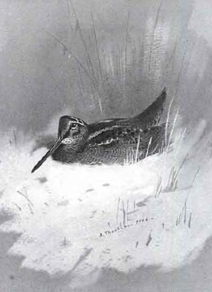 Woodcock in snow by Archibald Thorburn