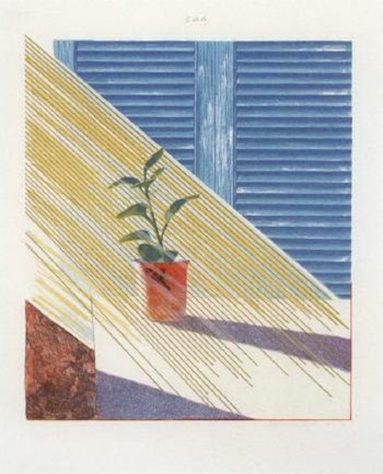 Pretty tulips by David Hockney