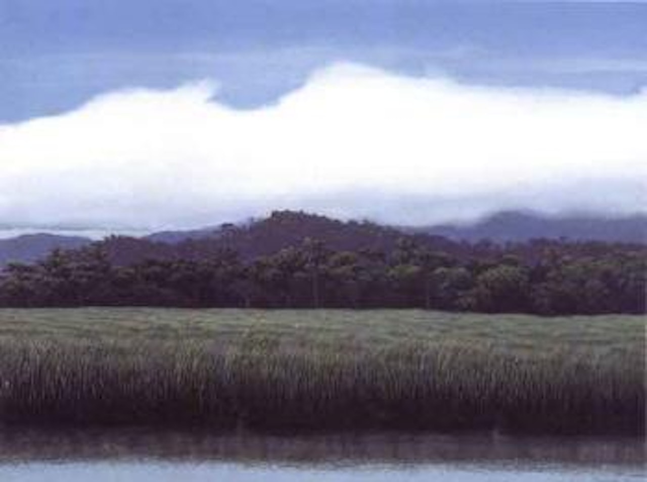 Autorretrato by Francisco Toledo