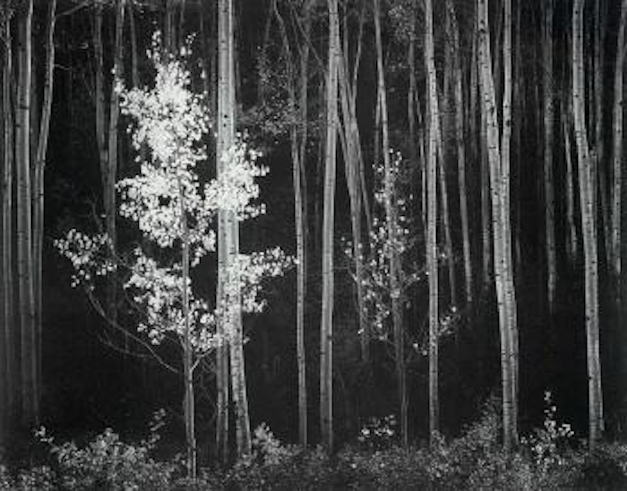 Aspens, New Mexico by Ansel Adams