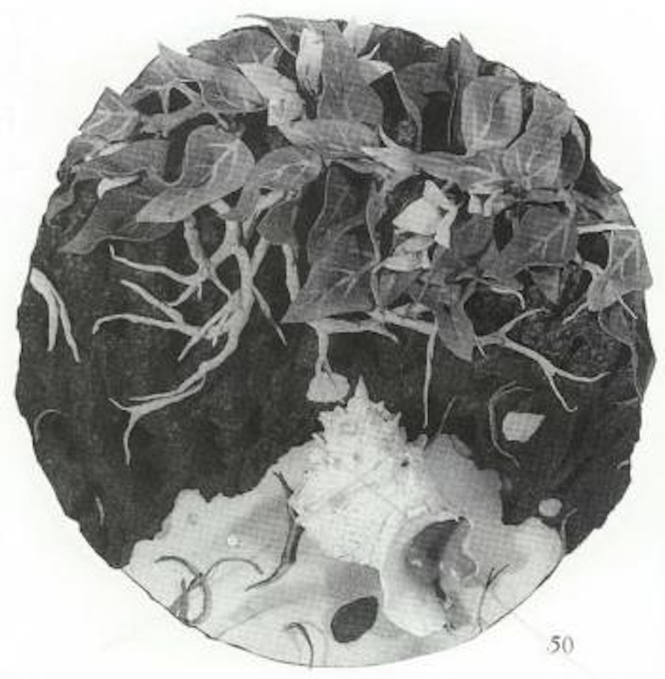 Shells and bouganville by Piero Gilardi