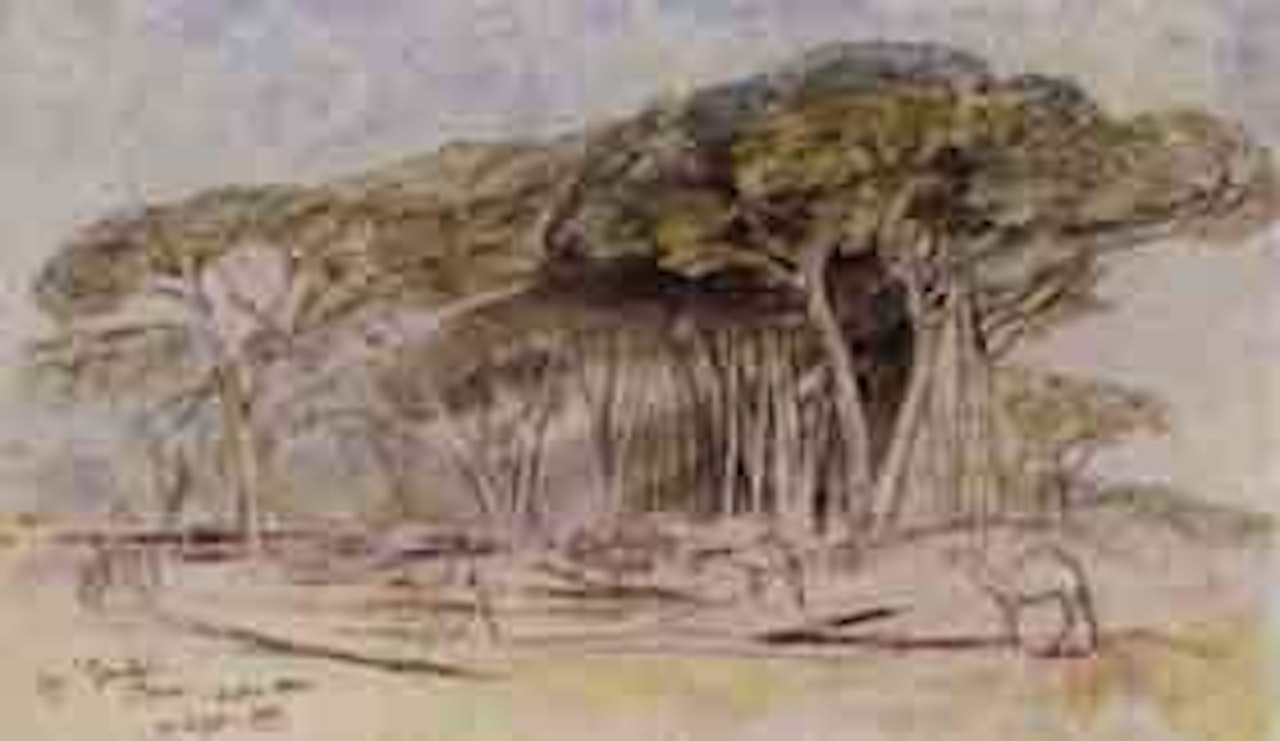 The Gomba by Edward Lear