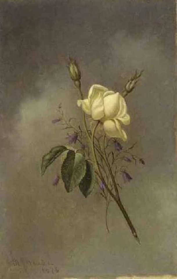 White rose against a cloudy sky by Martin Johnson Heade