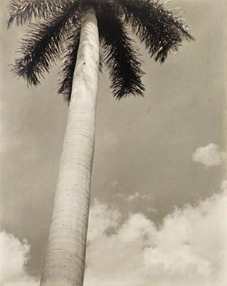 Palma Cuernavaca, Mexico by Edward Weston