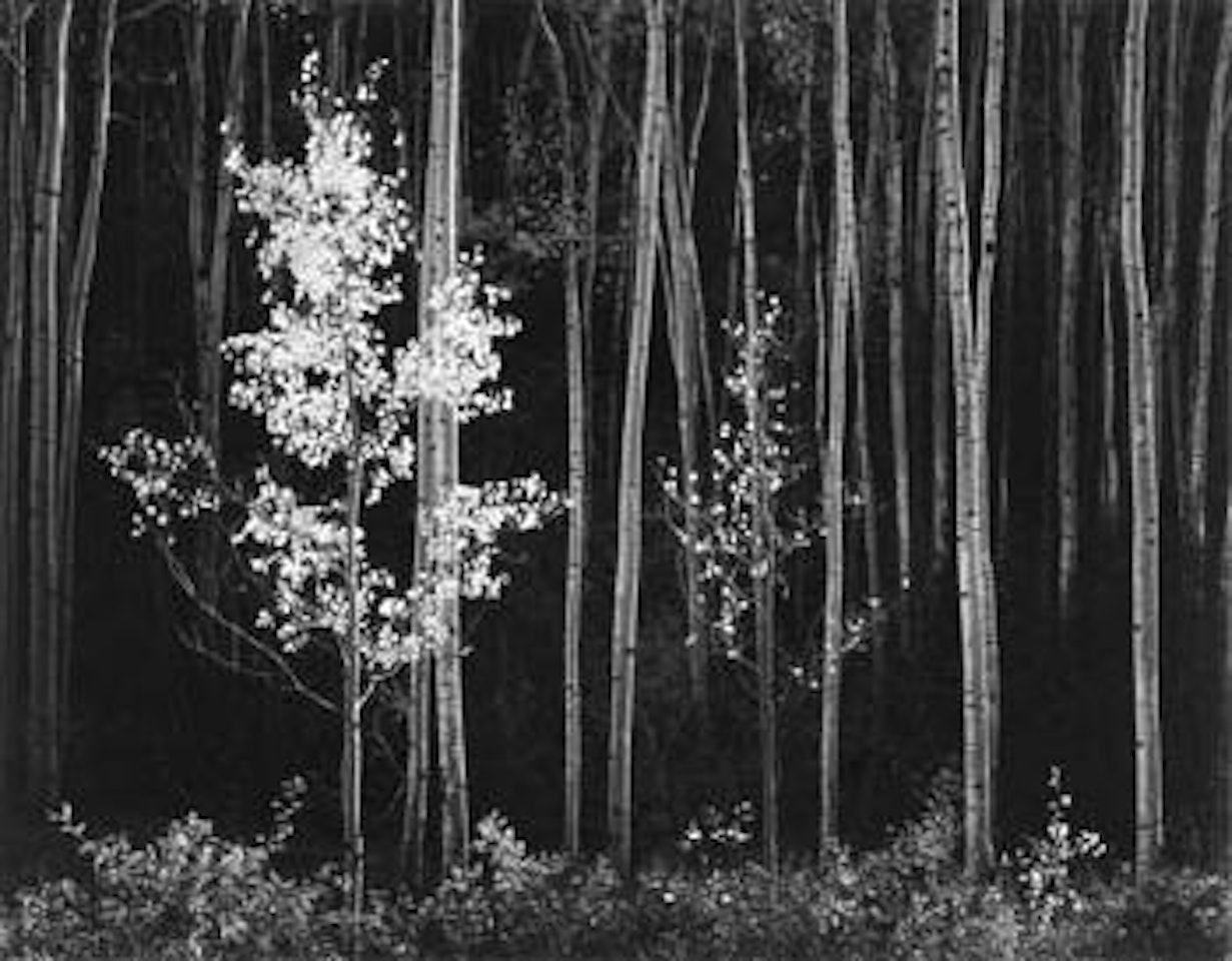 Aspens, Northern New Mexico by Ansel Adams