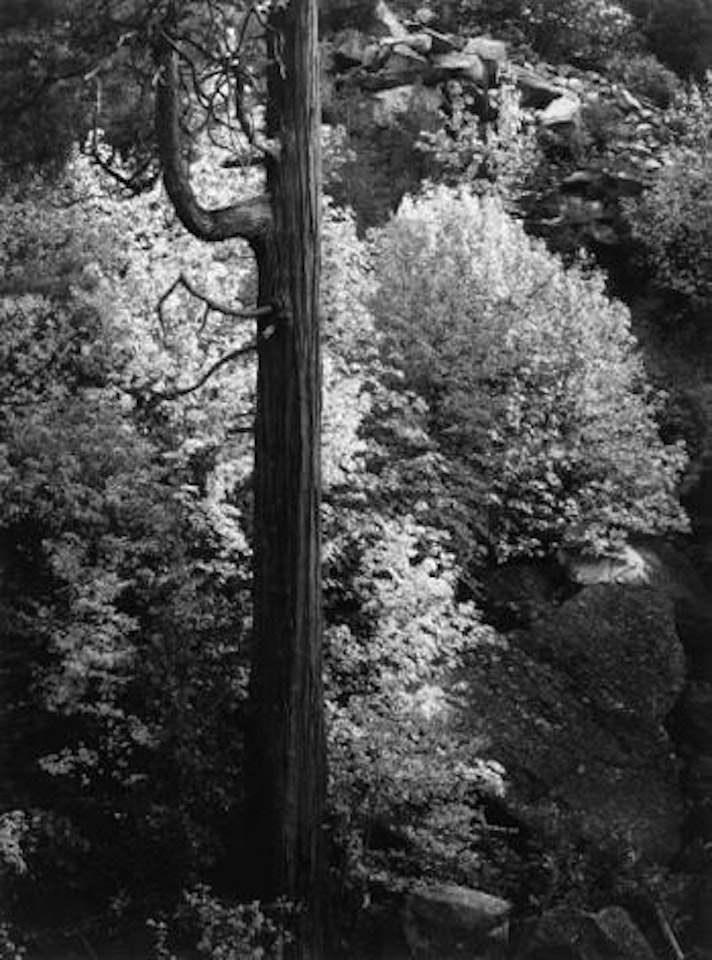 Aspens, Northern New Mexico by Ansel Adams