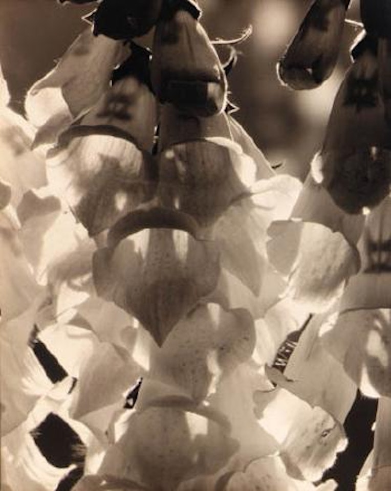 Foxgloves by Edward Steichen