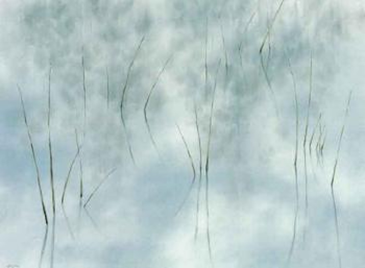 Reeds in pond by Lin Onus