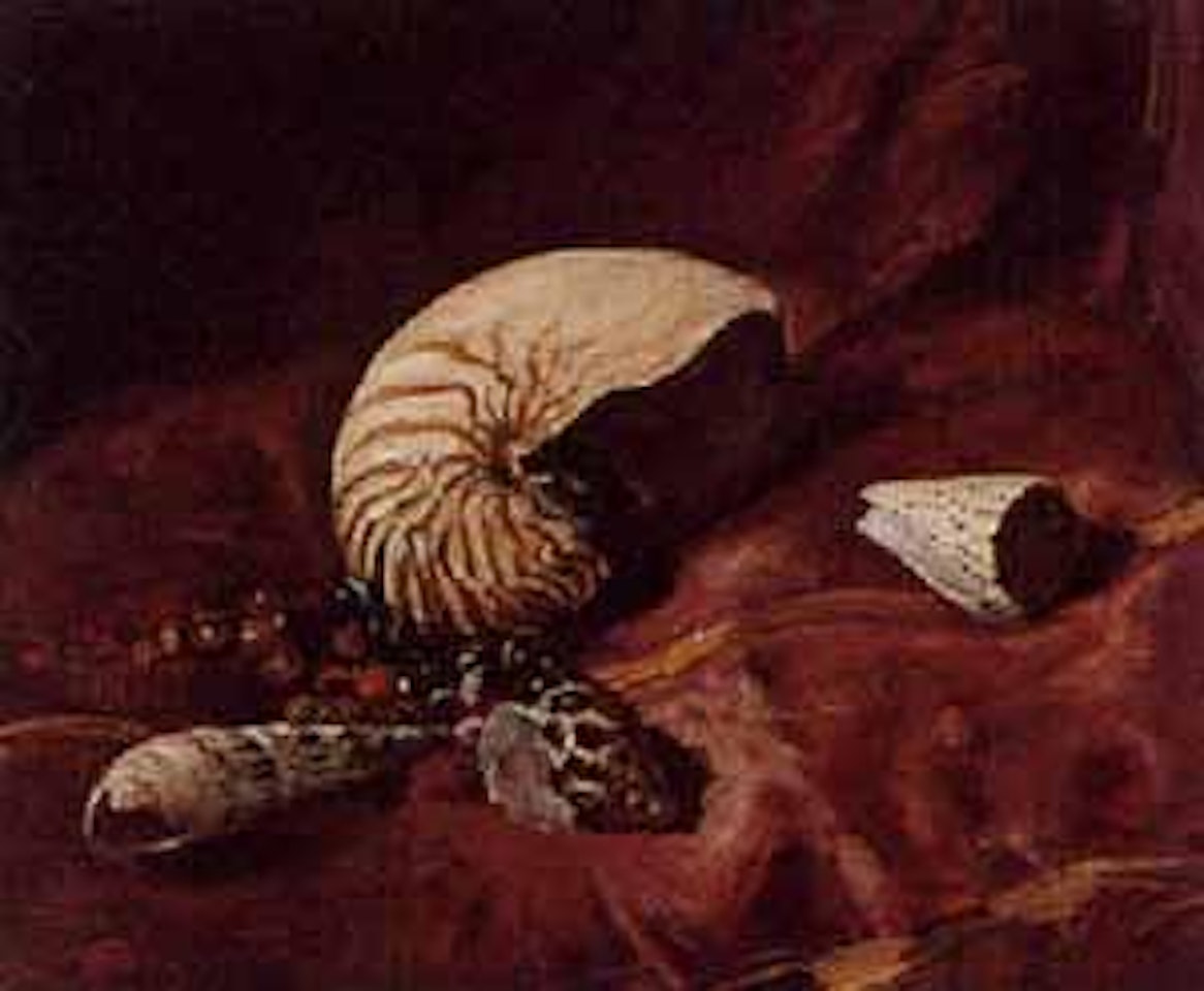 Still life with shells by Augustus Edwin John