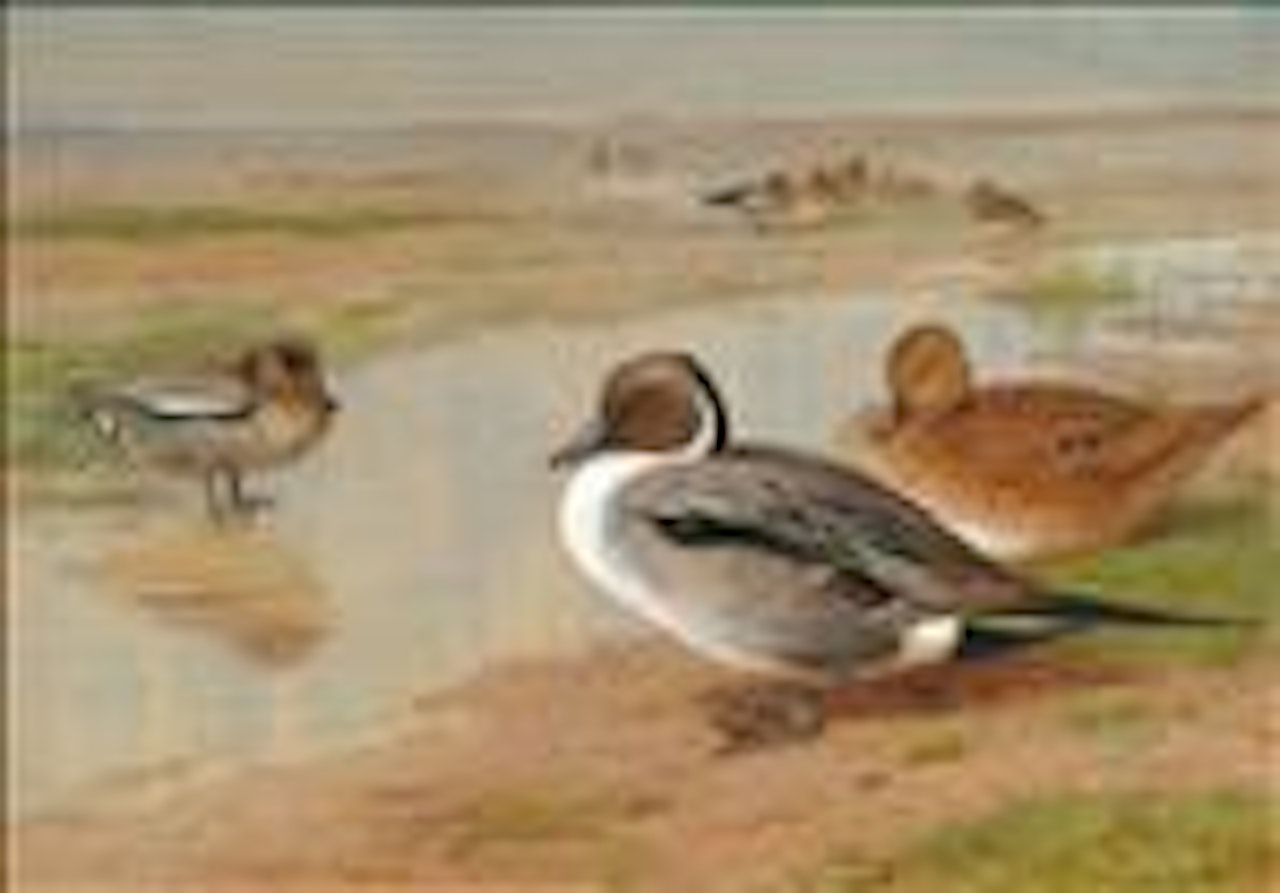 Teal and pintail by Archibald Thorburn