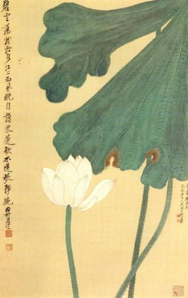 Lotus by Xie Zhiliu