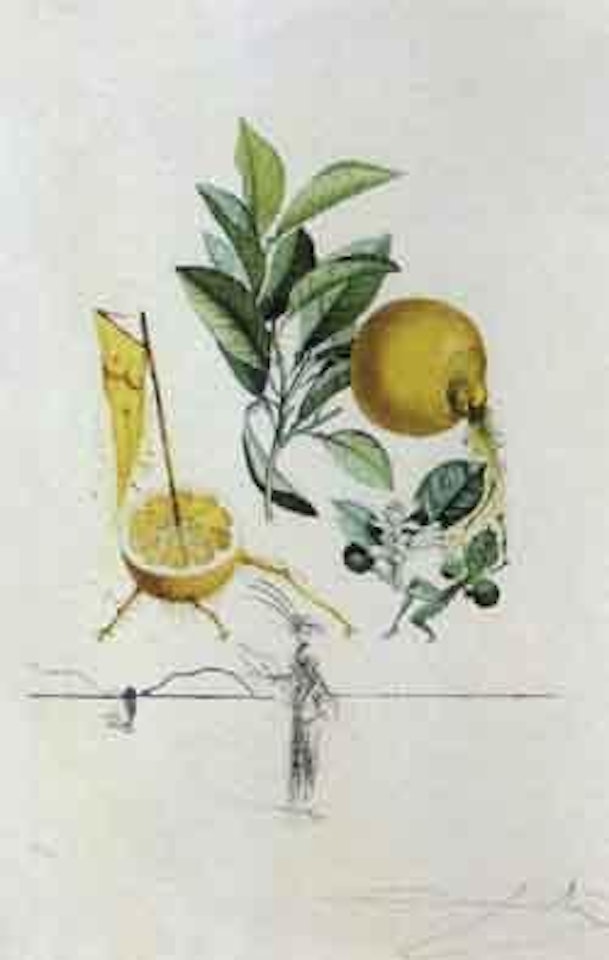 Pamplemousse erotique by Salvador Dali
