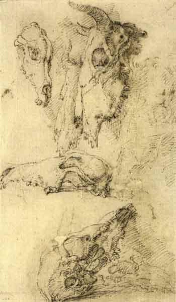 Ox and horse skulls by Salvator Rosa