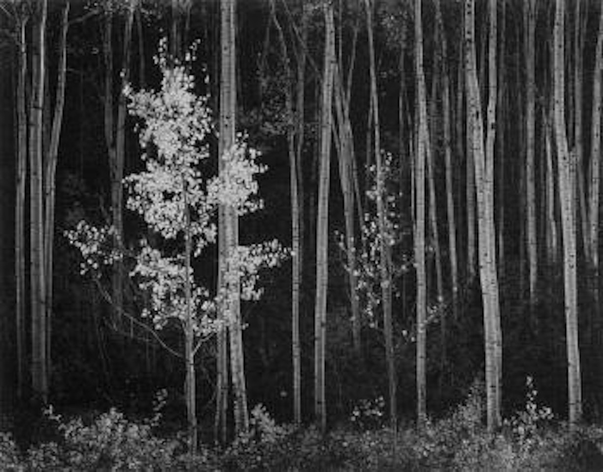 Aspens, northern New Mexico by Ansel Adams