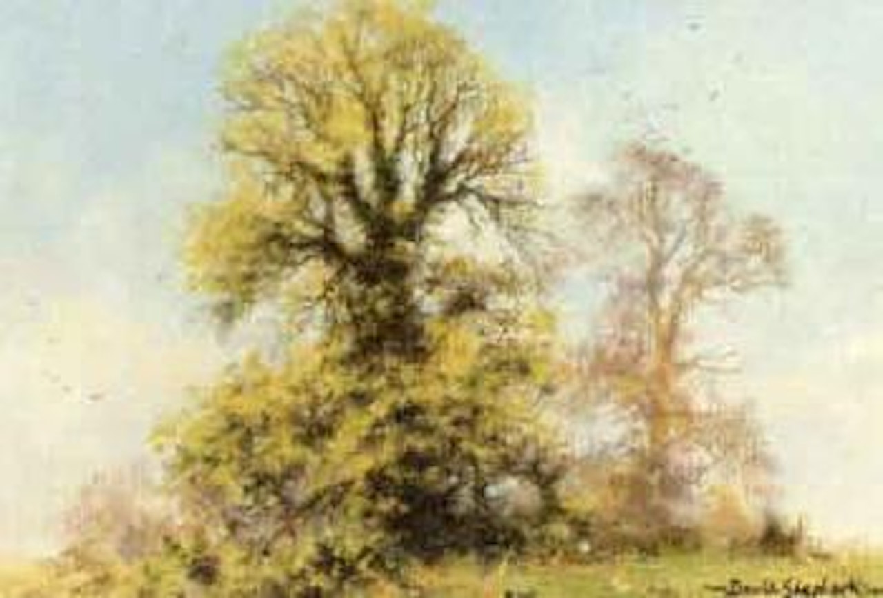 Study of trees by David Shepherd