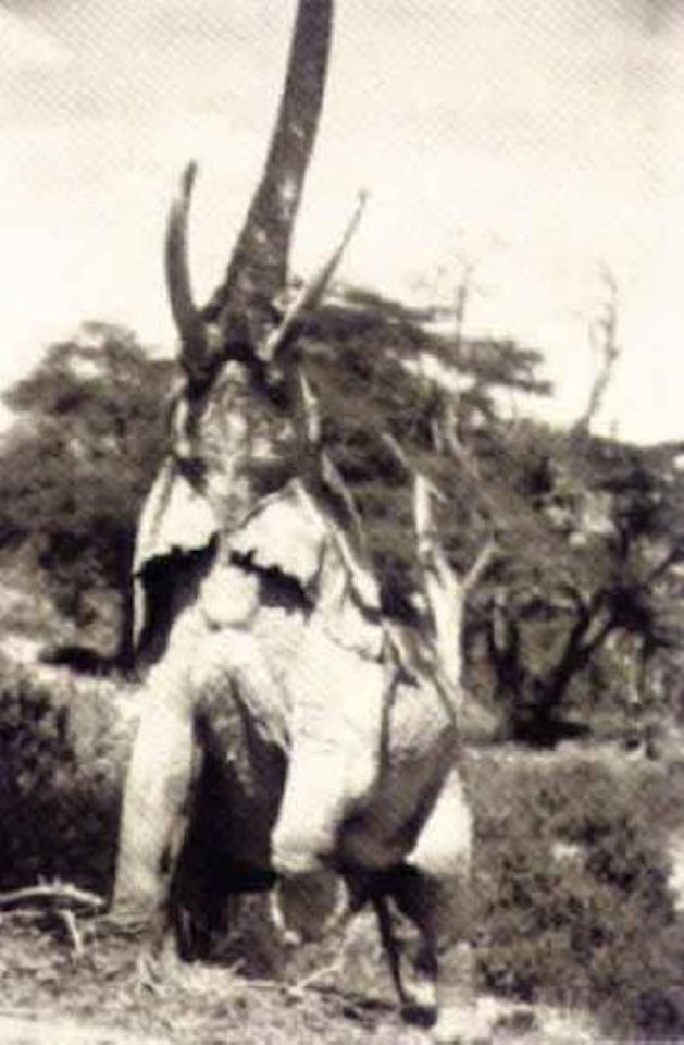 Elephant reaching for the last branch of a tree by Peter Beard