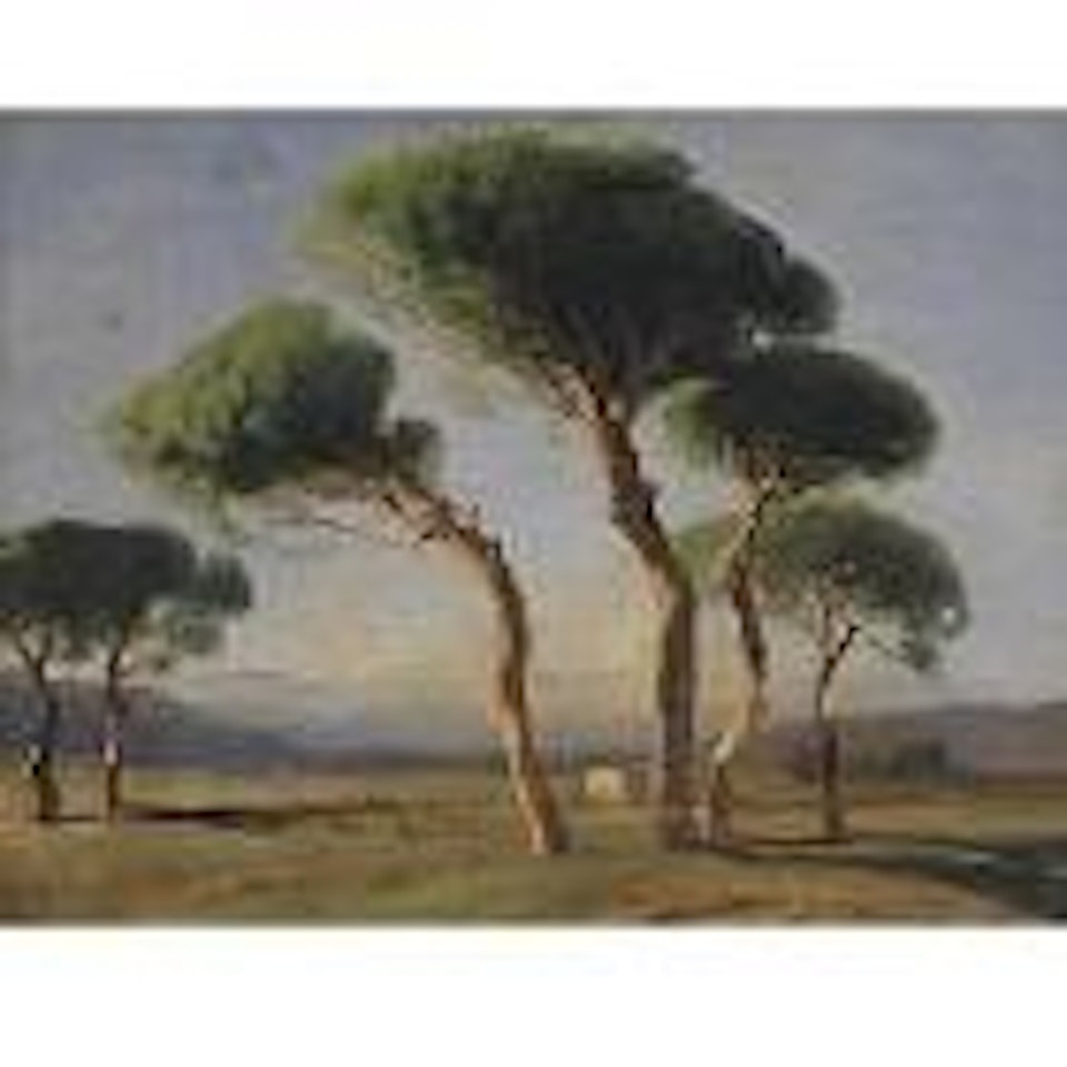 Study of umbrella pines by Alexandre Calame