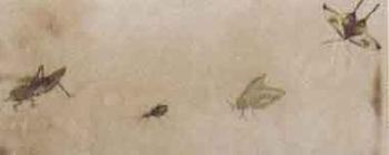 Insects by Qi Baishi