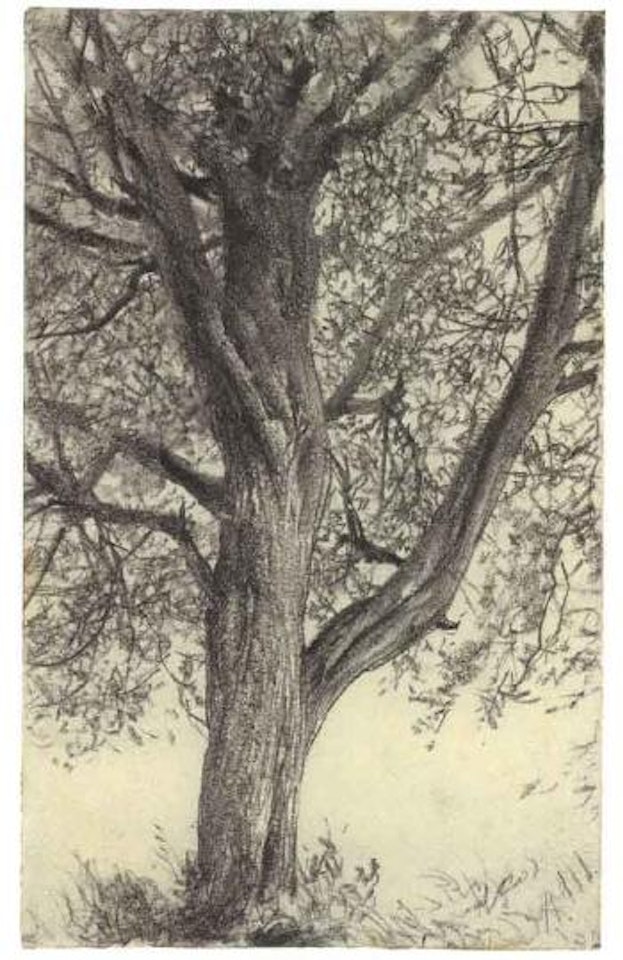 Study of a tree by Adolph Menzel