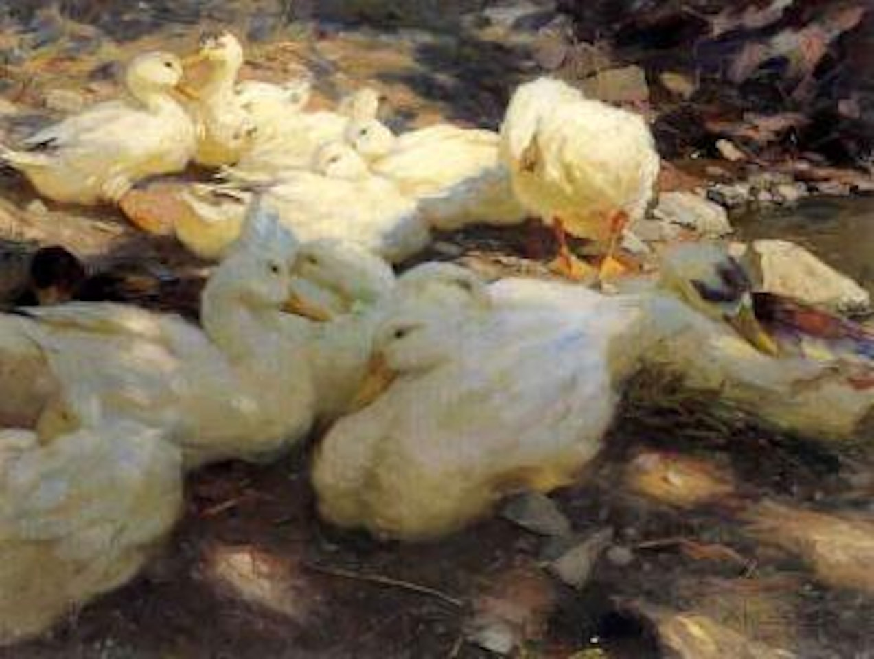 Ducks in evening sun by Alexander Koester