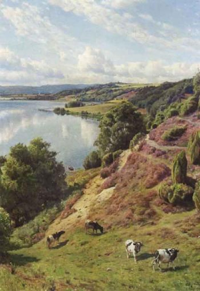Cows at Thulstrup heather hills by Peder Mork Monsted