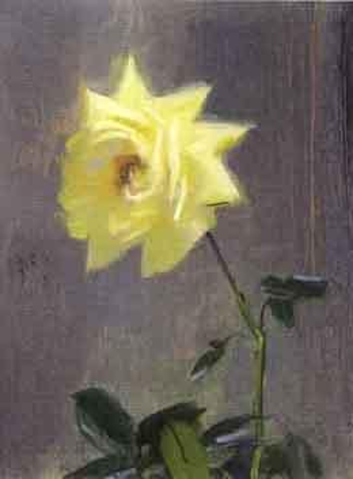 Yellow rose by Olle Hjortzberg