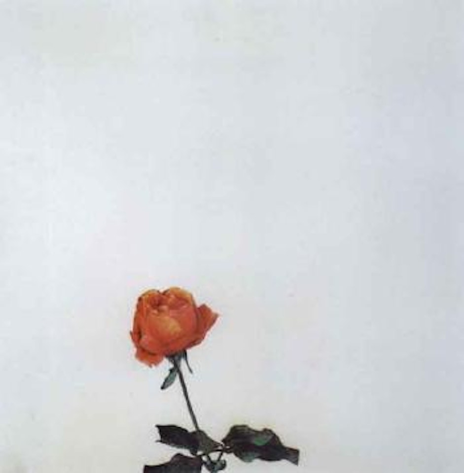 Rose in detail by Michelangelo Pistoletto