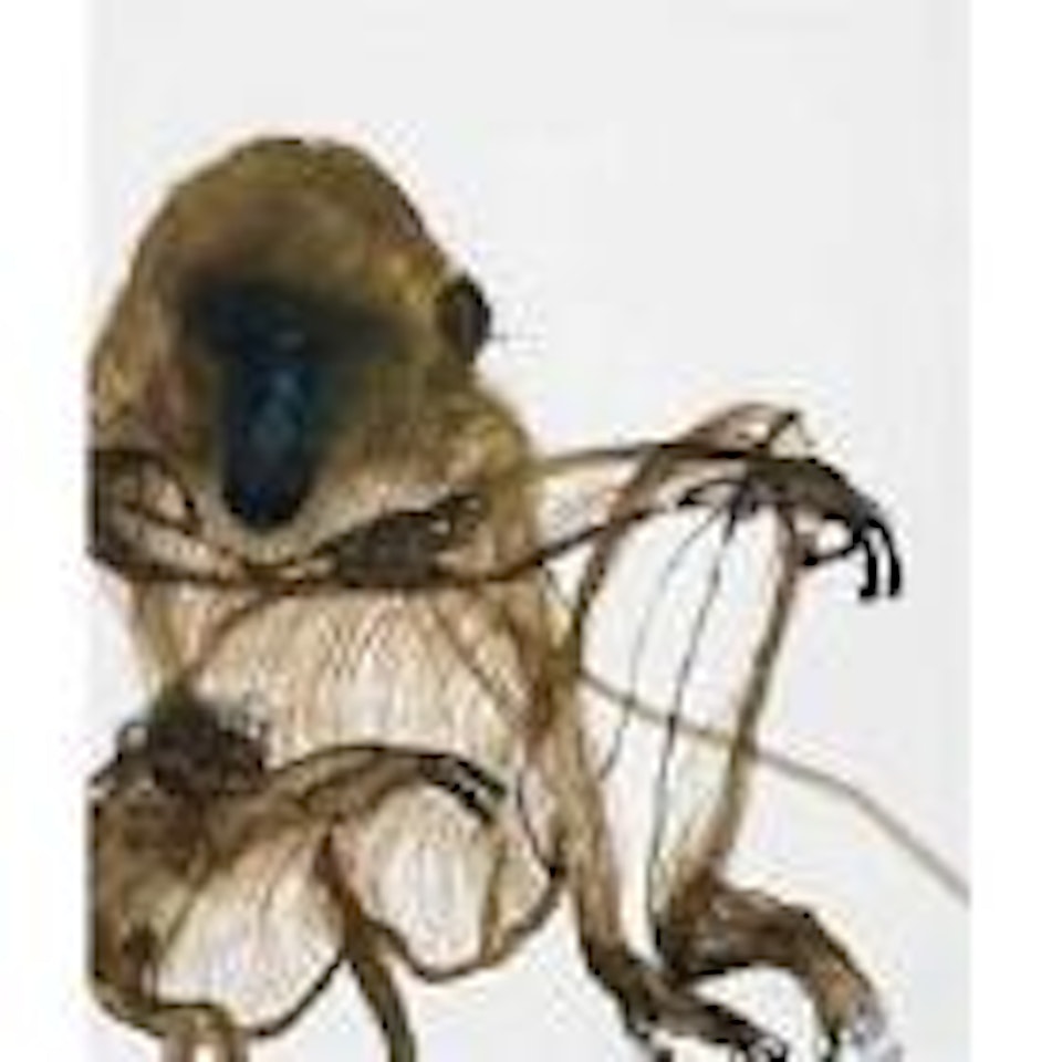 Baboon by John Olsen