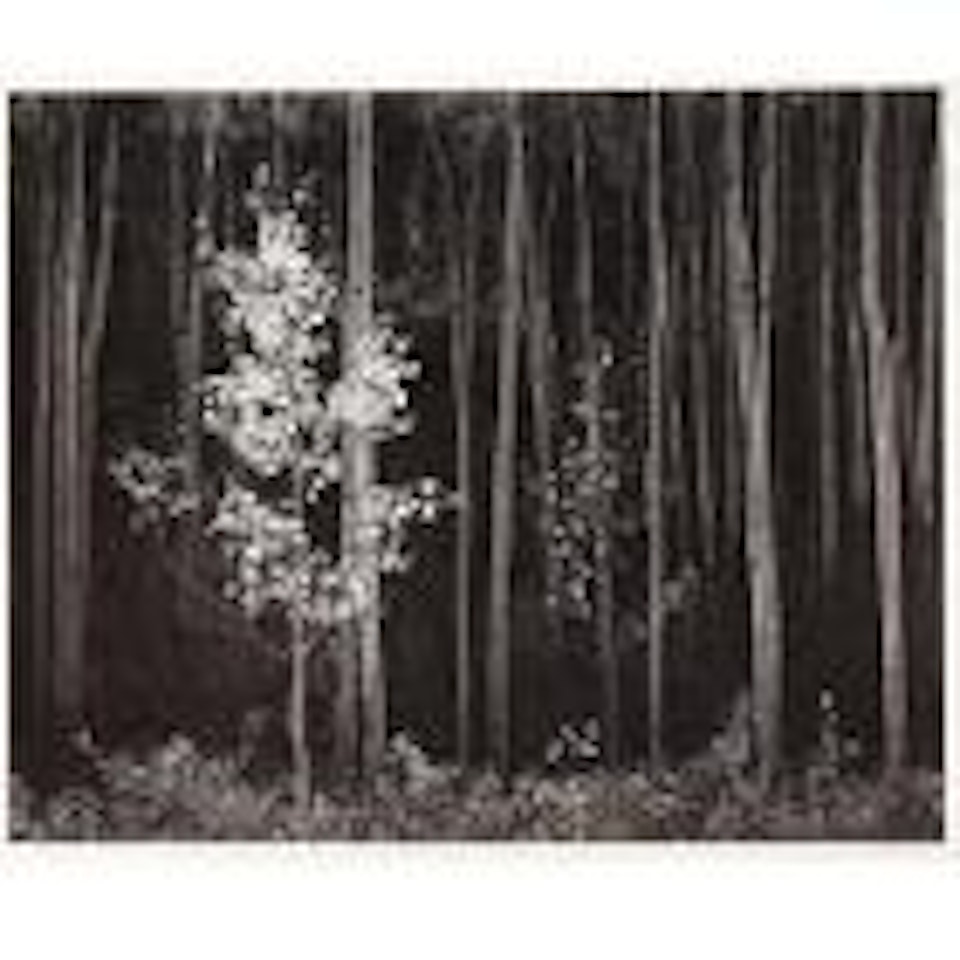 Aspens, New Mexico by Ansel Adams