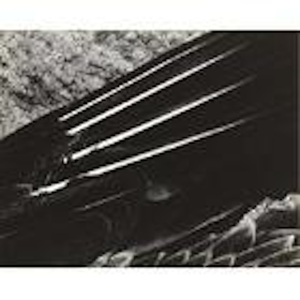 Pelican's wing by Edward Weston