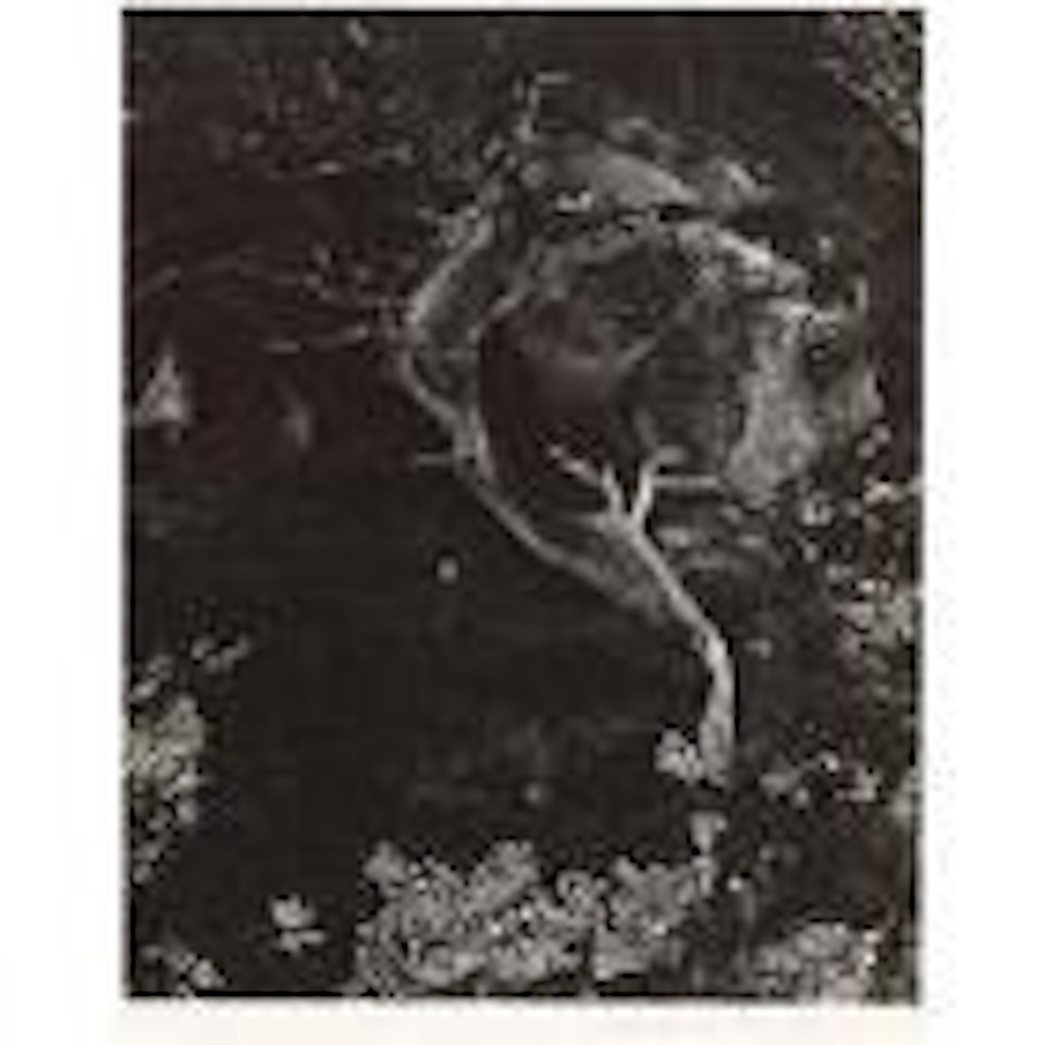 Cypress, rock, stone crop by Edward Weston