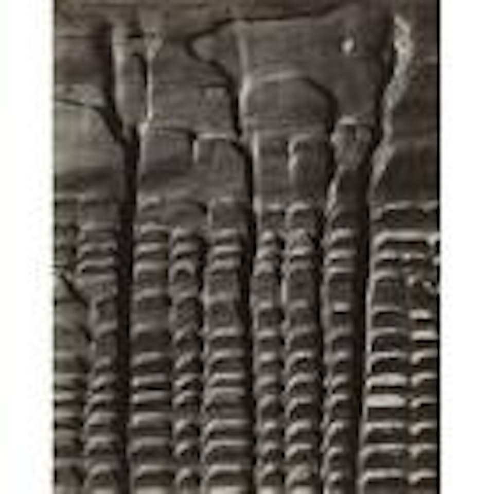 Eroded plank from barley sifter by Edward Weston