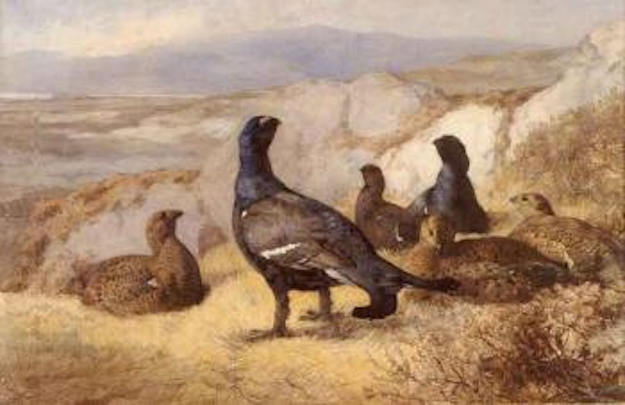 Black cock disturbed by Archibald Thorburn