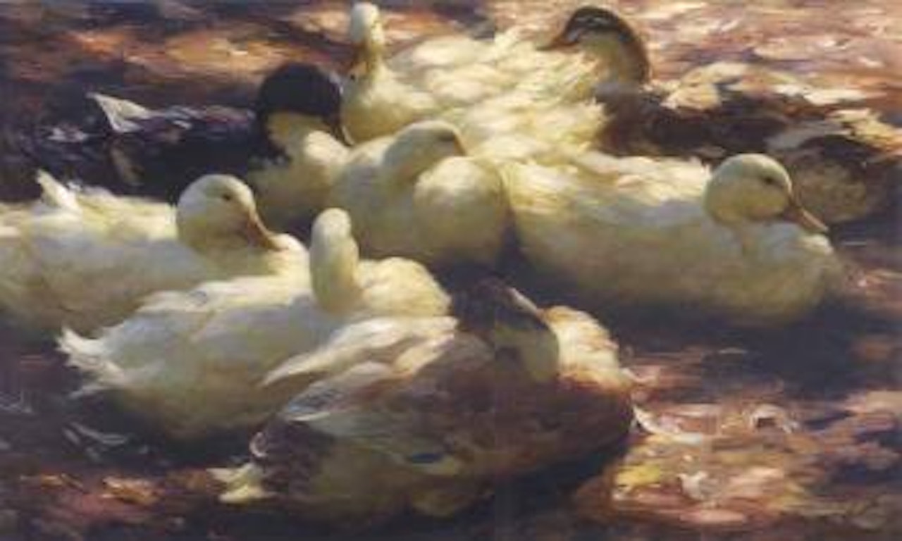 Ducks resting by Alexander Koester