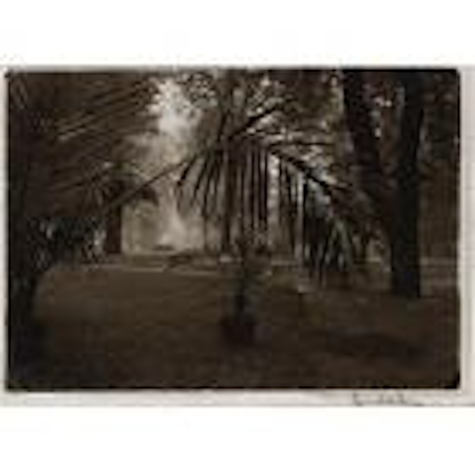 Garden, Prague by Josef Sudek