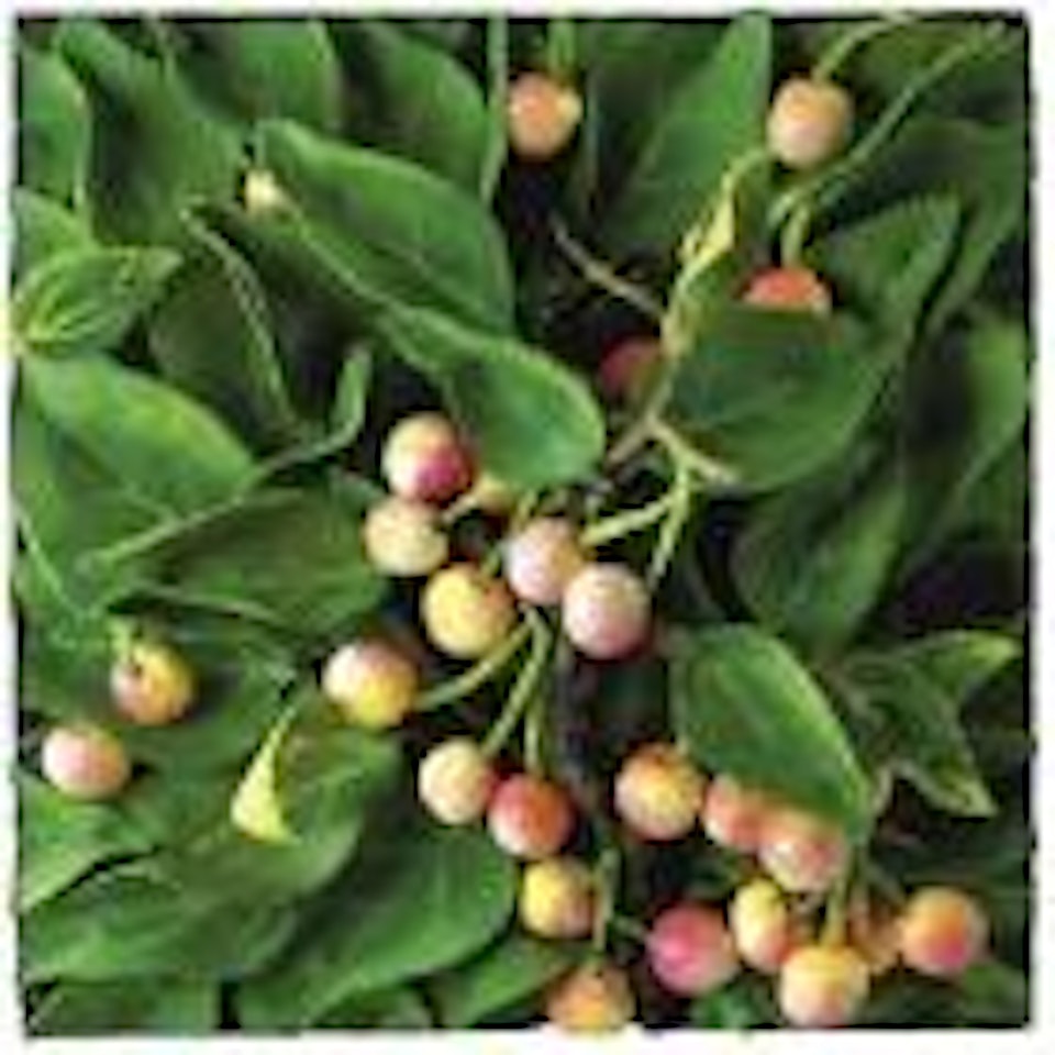 Cherries by Piero Gilardi