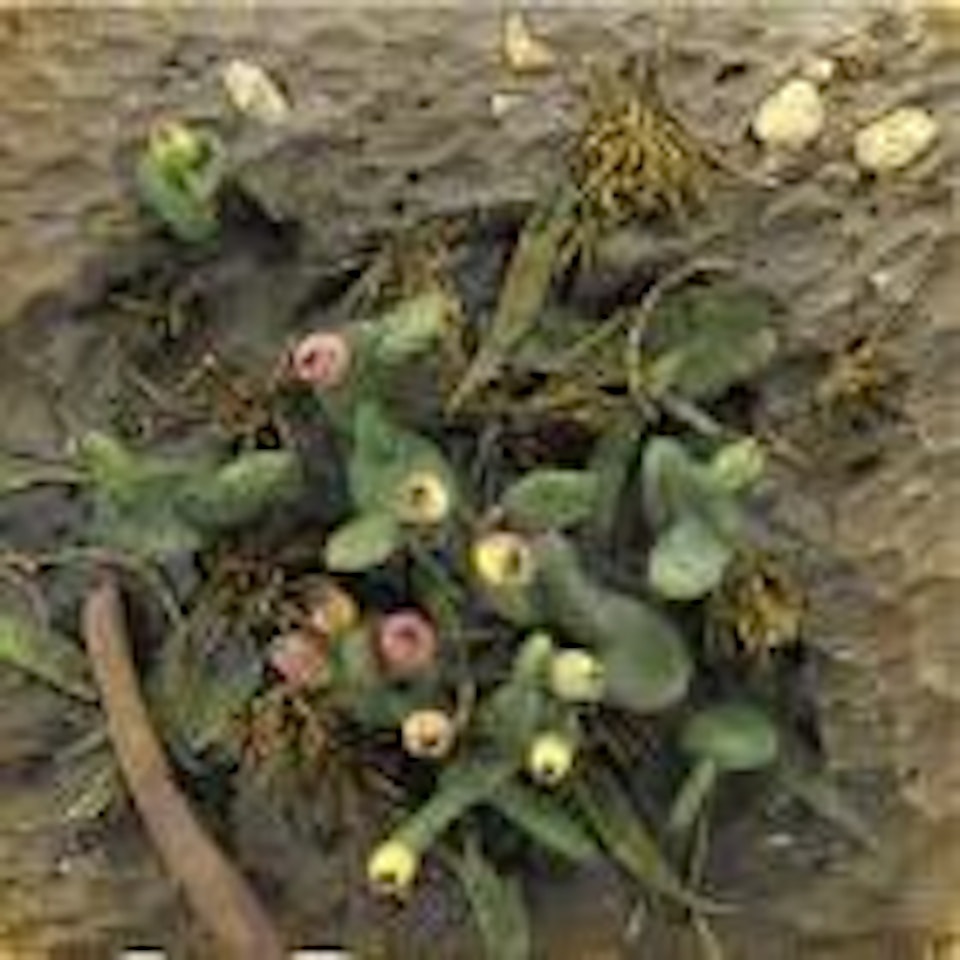 Prickly pears by Piero Gilardi