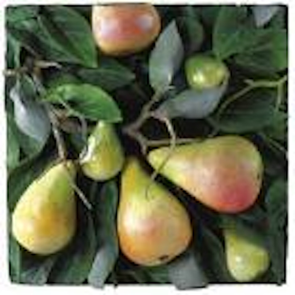 Pears by Piero Gilardi