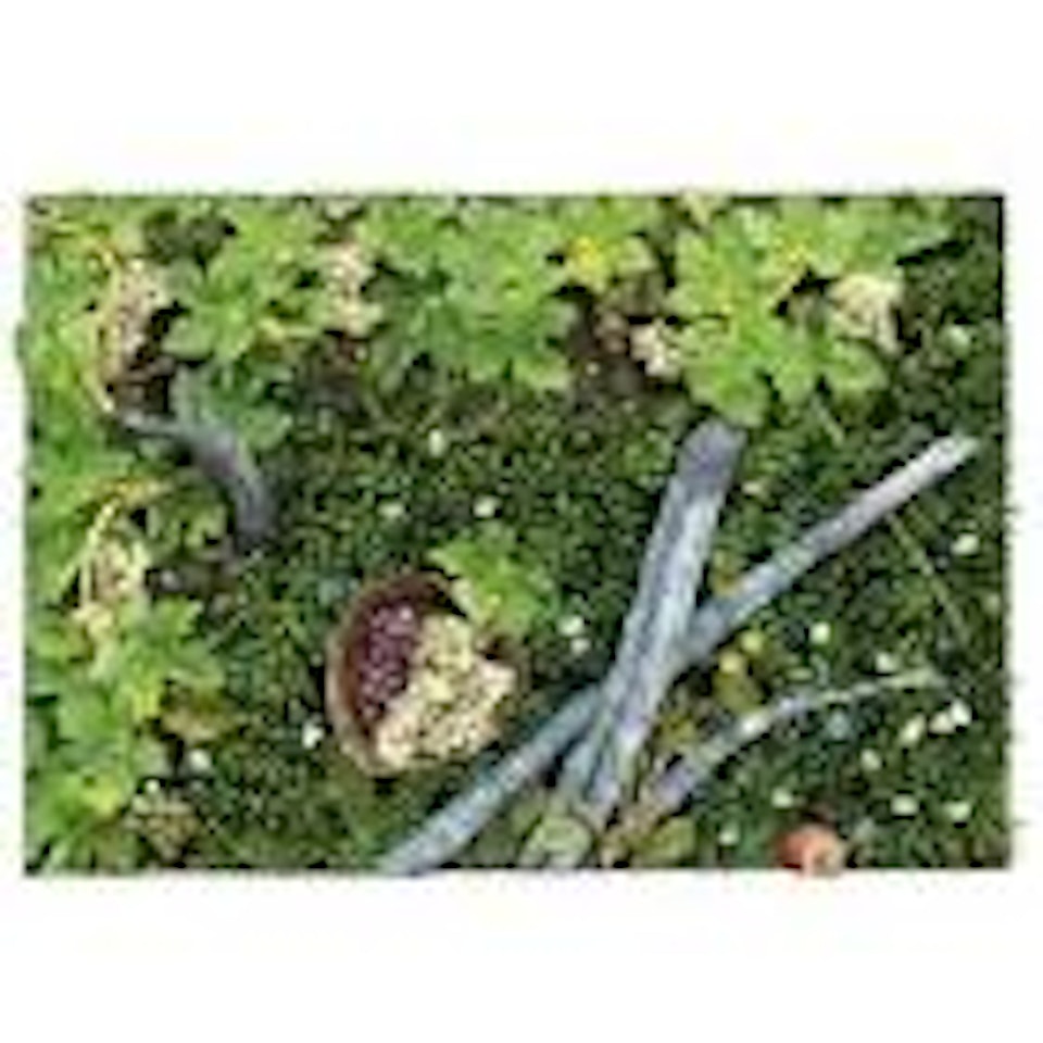 Grapes in the allotment by Piero Gilardi