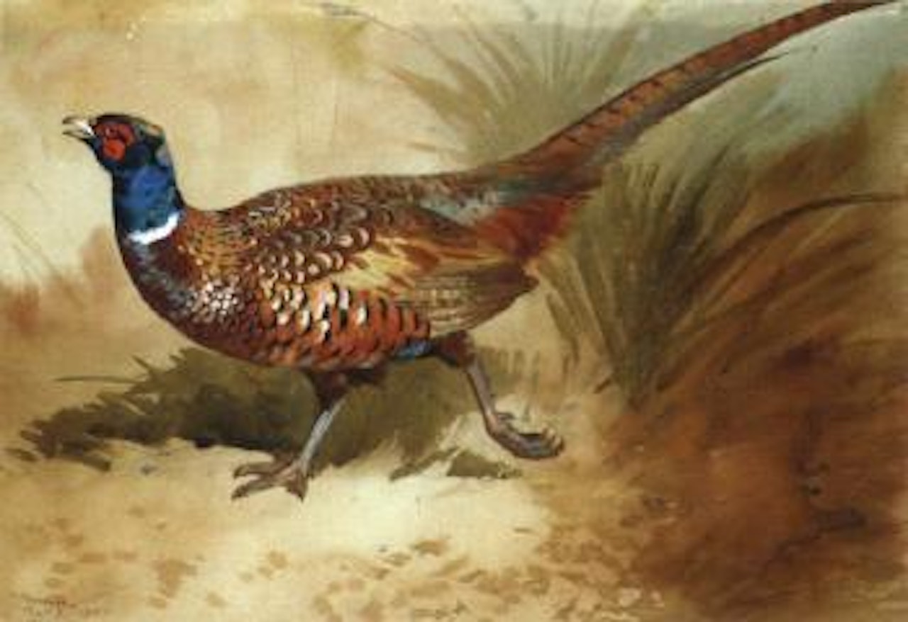 Cock pheasant by Archibald Thorburn