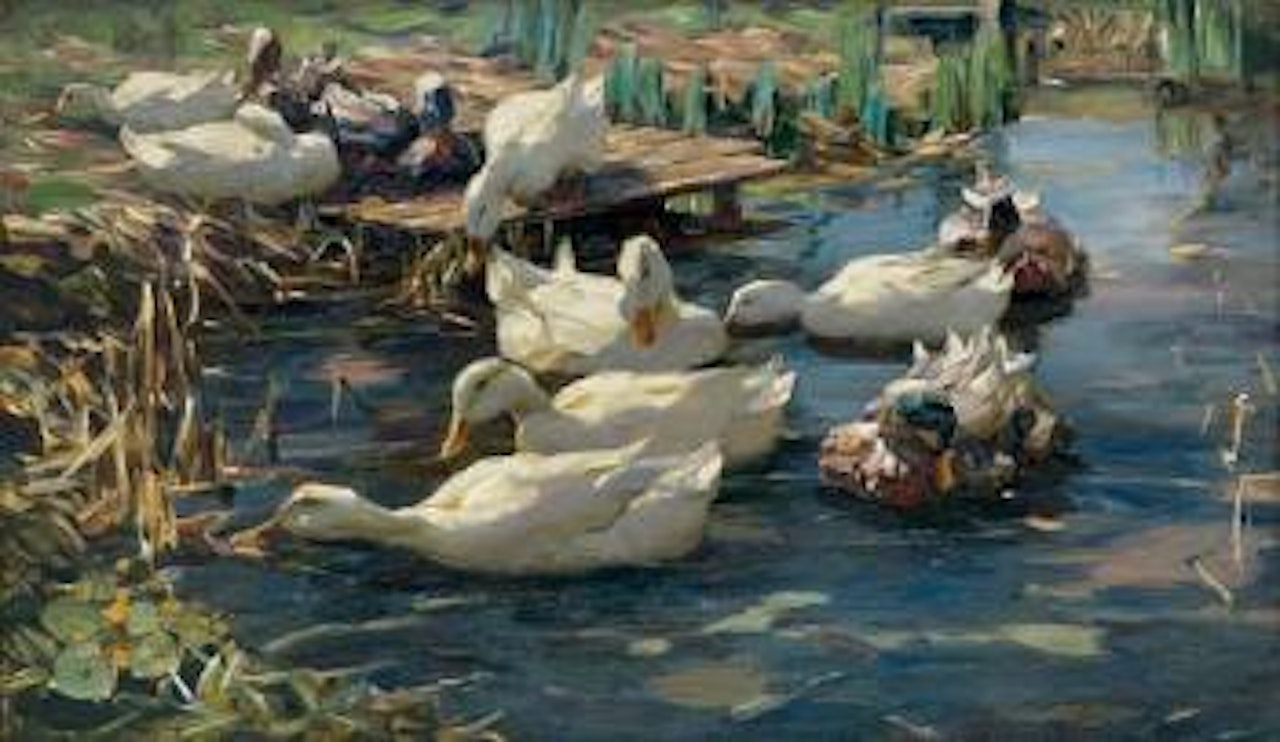 White ducks on the lakeshore by Alexander Koester