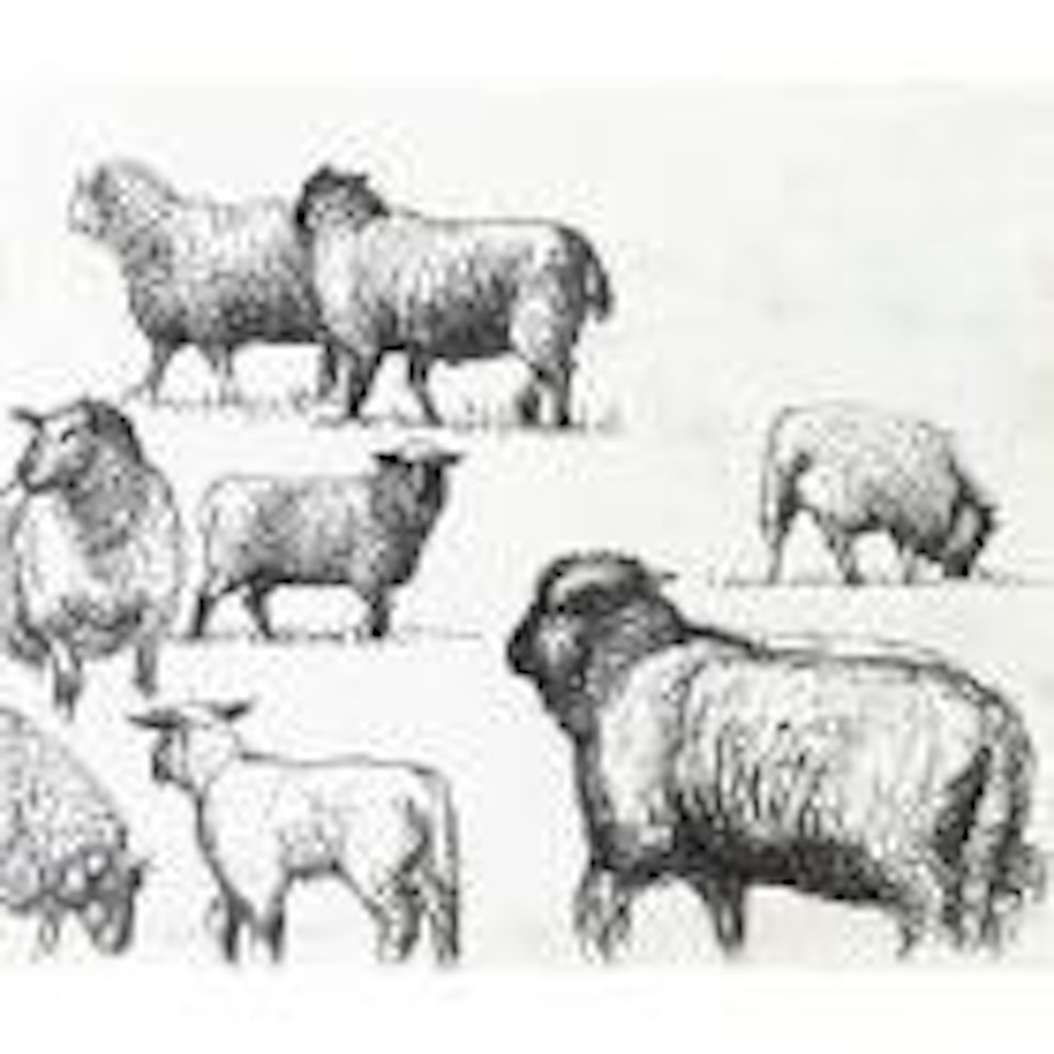 Studie of sheep by Henry Moore