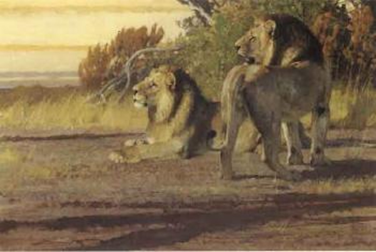 Lions by Bob Kuhn