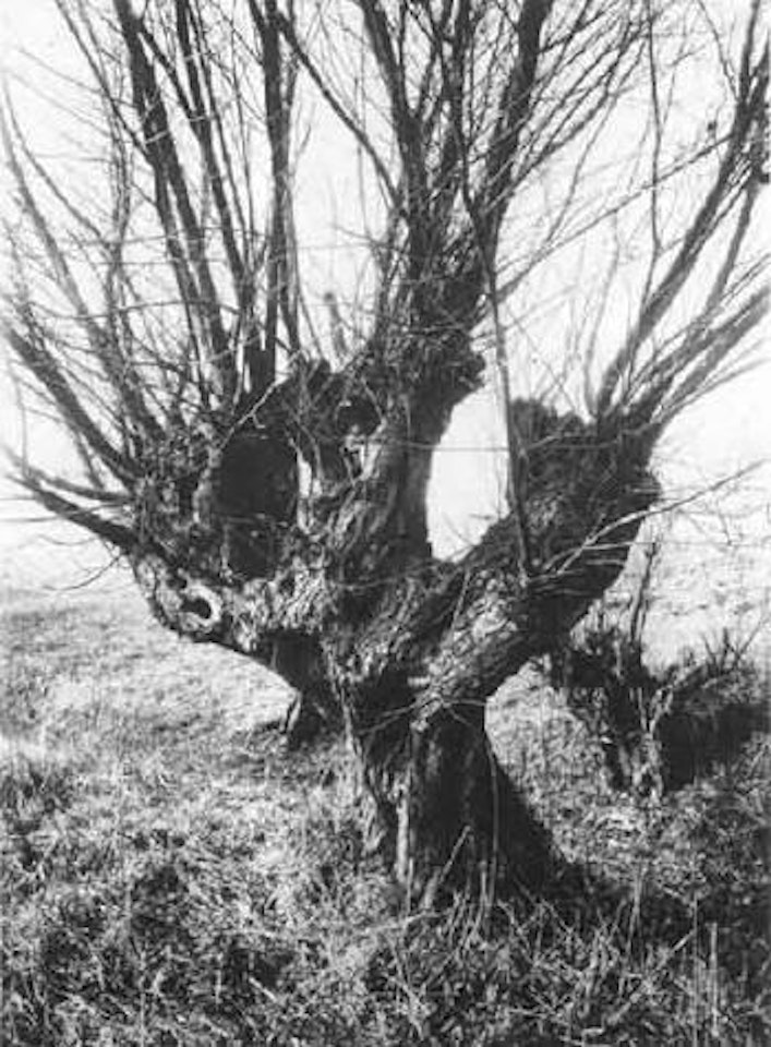 Saules - Willows by Berenice Abbott