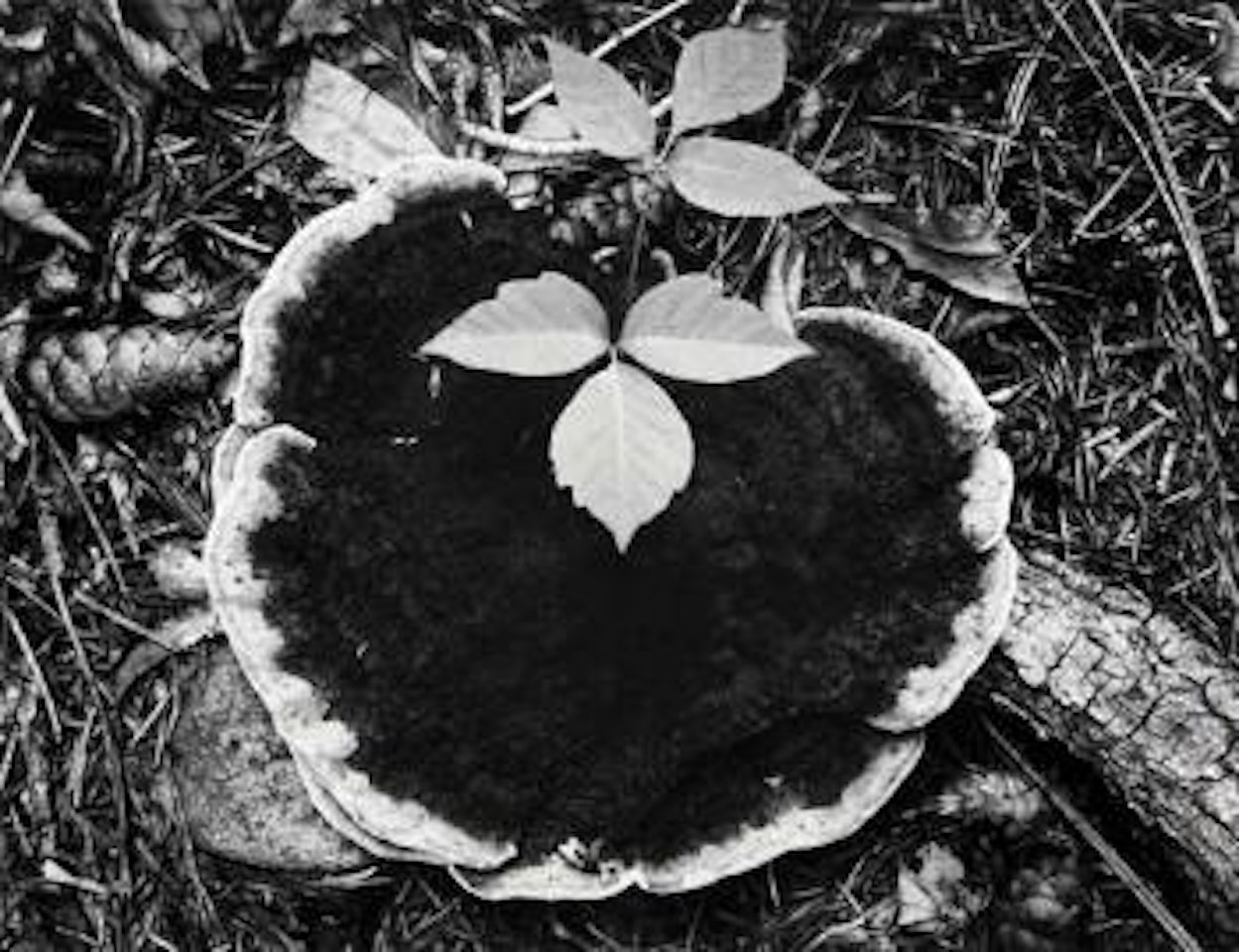 Untitled - Mushroom forest floor by Ansel Adams