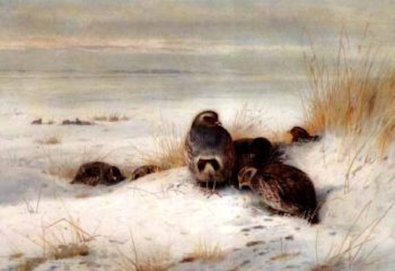 English grey partridges in winter by Archibald Thorburn