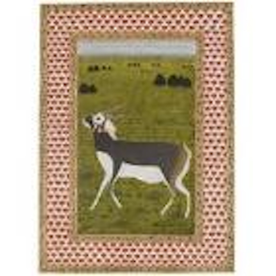 Study of a black buck by Mughal School